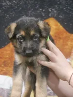 ICA- Angel, a male German Shepherd Dog for sale in Crocker, MO – 8 of 8