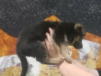 ICA- Moses, a male German Shepherd Dog for sale in Crocker, MO – 9 of 9
