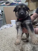 Grace, a female German Shepherd Dog for sale in Crocker, MO – 8 of 8