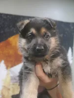Joyce "Joy", a female German Shepherd Dog for sale in Crocker, MO – 7 of 8
