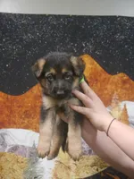 ICA- Angel, a male German Shepherd Dog for sale in Crocker, MO – 5 of 8
