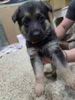 Grace, a female German Shepherd Dog for sale in Crocker, MO – 6 of 8