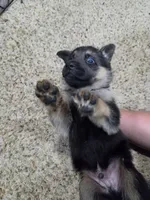 Moses , a male German Shepherd Dog for sale in Crocker, MO – 8 of 9