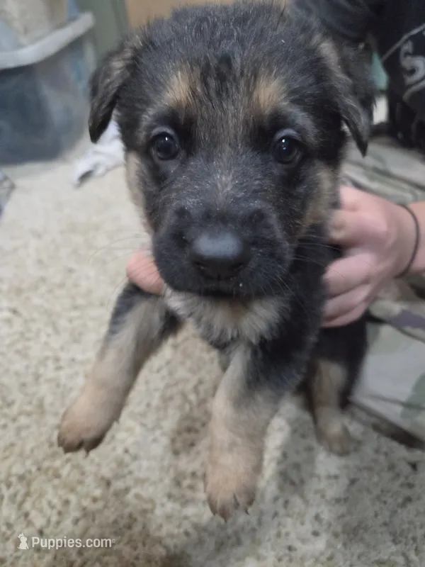 Angel – German Shepherd Dog puppy for sale in Crocker, MO