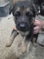 Angel, a male German Shepherd Dog for sale in Crocker, MO – 1 of 6