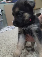 Grace, a female German Shepherd Dog for sale in Crocker, MO – 7 of 8