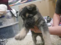 ICA- Grace, a female German Shepherd Dog for sale in Crocker, MO – 6 of 9