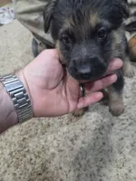 Angel, a male German Shepherd Dog for sale in Crocker, MO – 6 of 6