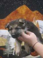 Matthew , a male German Shepherd Dog for sale in Crocker, MO – 4 of 7