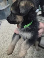 Angel, a male German Shepherd Dog for sale in Crocker, MO – 5 of 6