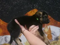 ICA- Angel, a male German Shepherd Dog for sale in Crocker, MO – 4 of 8