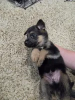 Moses , a male German Shepherd Dog for sale in Crocker, MO – 3 of 9