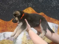 ICA- Grace, a female German Shepherd Dog for sale in Crocker, MO – 8 of 9
