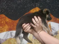 Joyce "Joy", a female German Shepherd Dog for sale in Crocker, MO – 2 of 8