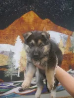 Joyce "Joy", a female German Shepherd Dog for sale in Crocker, MO – 4 of 8