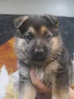 Joyce "Joy", a female German Shepherd Dog for sale in Crocker, MO – 8 of 8