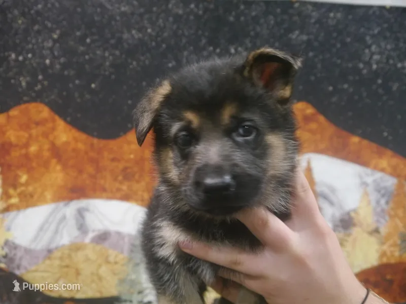 Moses  – German Shepherd Dog puppy for sale in Crocker, MO