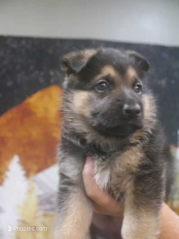 Joyce "Joy" – German Shepherd Dog puppy for sale in Crocker, MO