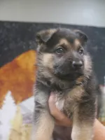 Joyce "Joy", a female German Shepherd Dog for sale in Crocker, MO – 1 of 8