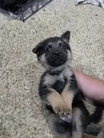 Moses , a male German Shepherd Dog for sale in Crocker, MO – 6 of 9