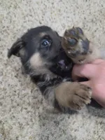 Moses , a male German Shepherd Dog for sale in Crocker, MO – 2 of 9