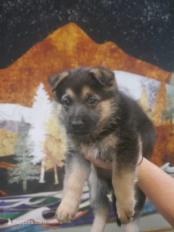 Grace – German Shepherd Dog puppy for sale in Crocker, MO