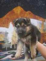 ICA- Grace, a female German Shepherd Dog for sale in Crocker, MO – 1 of 9