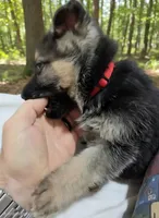 ICA- Matthew, a male German Shepherd Dog for sale in Crocker, MO – 8 of 8
