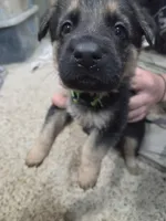 Angel, a male German Shepherd Dog for sale in Crocker, MO – 4 of 6