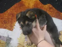 Joyce "Joy", a female German Shepherd Dog for sale in Crocker, MO – 5 of 8