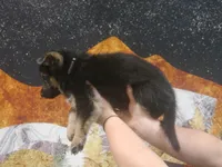 ICA- Moses, a male German Shepherd Dog for sale in Crocker, MO – 6 of 9
