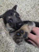 Moses , a male German Shepherd Dog for sale in Crocker, MO – 1 of 9