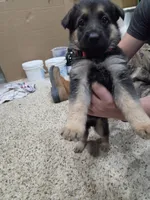 Grace, a female German Shepherd Dog for sale in Crocker, MO – 2 of 8