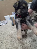 Grace, a female German Shepherd Dog for sale in Crocker, MO – 4 of 8