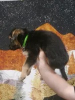 ICA- Angel, a male German Shepherd Dog for sale in Crocker, MO – 7 of 8
