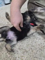 Grace, a female German Shepherd Dog for sale in Crocker, MO – 5 of 8