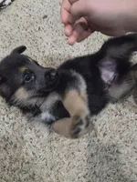 Moses , a male German Shepherd Dog for sale in Crocker, MO – 4 of 9