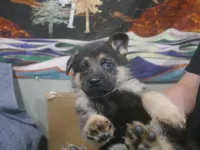 ICA- Moses, a male German Shepherd Dog for sale in Crocker, MO – 7 of 9