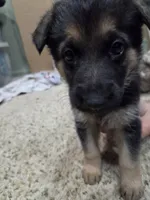 Grace, a female German Shepherd Dog for sale in Crocker, MO – 1 of 8