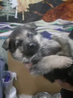 Matthew , a male German Shepherd Dog for sale in Crocker, MO – 3 of 7