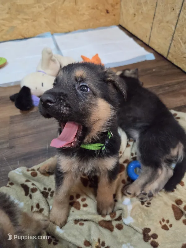 ICA- Angel – German Shepherd Dog puppy for sale in Crocker, MO