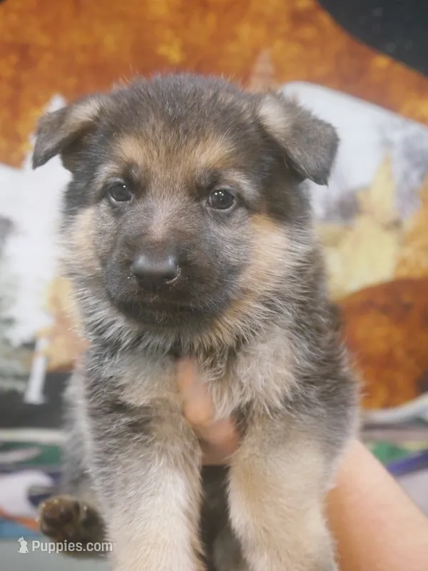 Matthew  – German Shepherd Dog puppy for sale in Crocker, MO