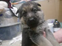 Matthew , a male German Shepherd Dog for sale in Crocker, MO – 2 of 7