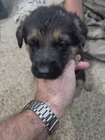 Angel, a male German Shepherd Dog for sale in Crocker, MO – 3 of 6