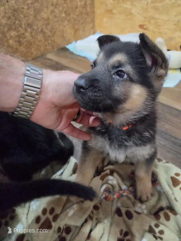 ICA- Joyce "Joy" – German Shepherd Dog puppy for sale in Crocker, MO