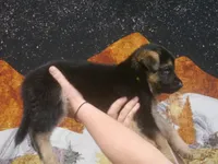 ICA- Angel, a male German Shepherd Dog for sale in Crocker, MO – 6 of 8