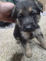 Angel, a male German Shepherd Dog for sale in Crocker, MO – 2 of 6