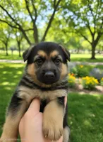 ICA- Matthew, a male German Shepherd Dog for sale in Crocker, MO – 3 of 8