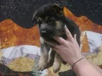 ICA- Moses, a male German Shepherd Dog for sale in Crocker, MO – 5 of 9
