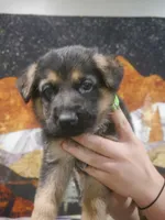 ICA- Angel, a male German Shepherd Dog for sale in Crocker, MO – 1 of 8